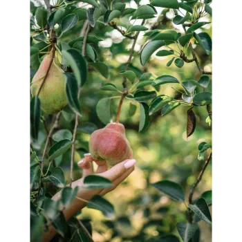 Apple Plant